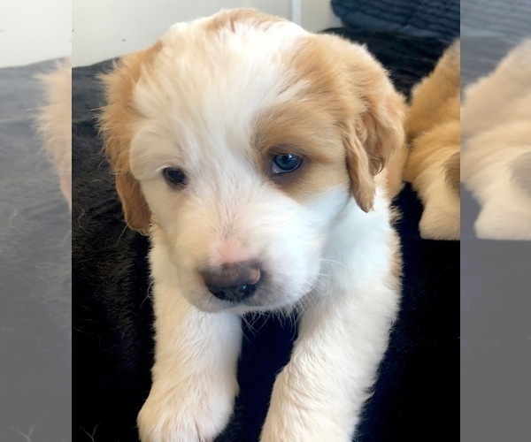 Medium Photo #4 Great Bernese Puppy For Sale in SCOTTSDALE, AZ, USA