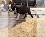 Small #7 Boston Terrier
