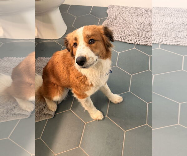 Medium Photo #2 Australian Shepherd-Unknown Mix Puppy For Sale in Fort Collins, CO, USA