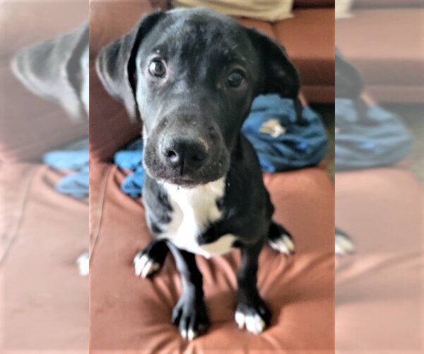 Medium Photo #2 Labrador Retriever-Unknown Mix Puppy For Sale in San Diego, CA, USA