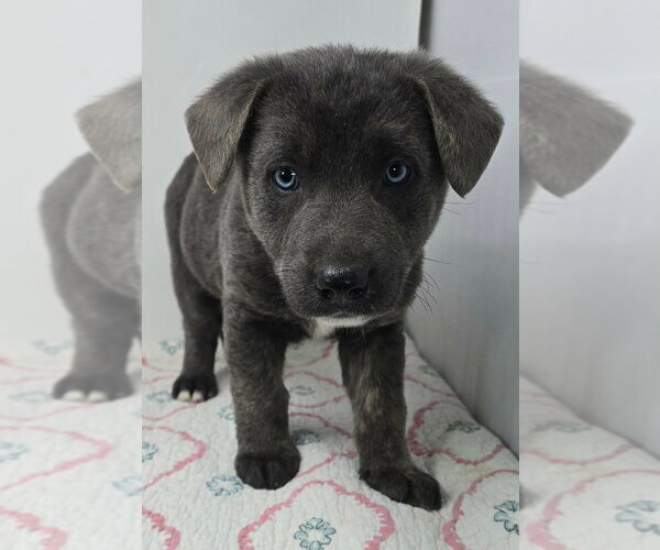 Medium Photo #3 German Shepherd Dog-Unknown Mix Puppy For Sale in Brewster, NY, USA