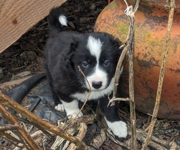 Medium Photo #5 Border Collie Puppy For Sale in HARRISON, ID, USA