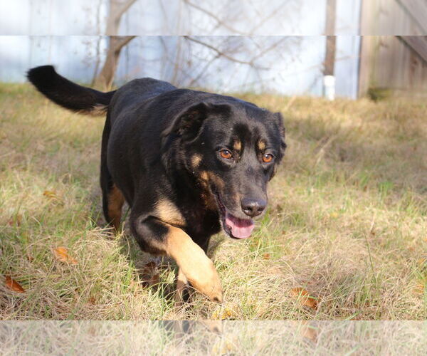 Medium Photo #2 Mutt Puppy For Sale in Jackson, MS, USA