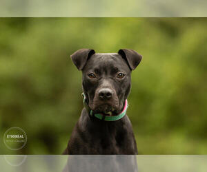 Ivy - Female American Pit Bull Terrier-Unknown Mix Dog for Adoption - Photo #2