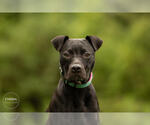 Small #1 American Pit Bull Terrier Mix