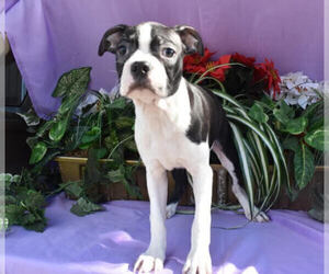 Boston Terrier Puppy for sale in MILLERSBURG, OH, USA