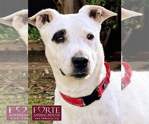American Staffordshire Terrier-Rat Terrier Mix Dogs for adoption in Marina del Rey, CA, USA