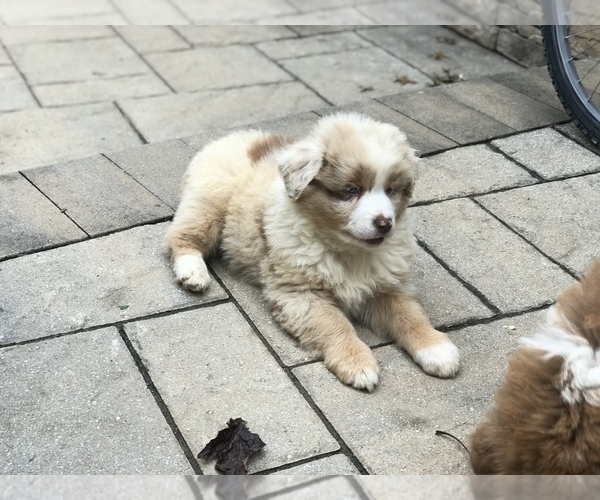Medium Photo #9 Australian Shepherd Puppy For Sale in COLESVILLE, MD, USA