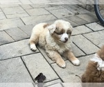 Small Photo #9 Australian Shepherd Puppy For Sale in COLESVILLE, MD, USA