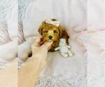 Small #2 Poodle (Toy)