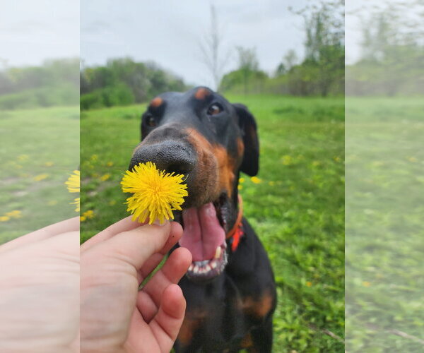Medium Photo #2 Doberman Pinscher Puppy For Sale in Buffalo, MN, USA