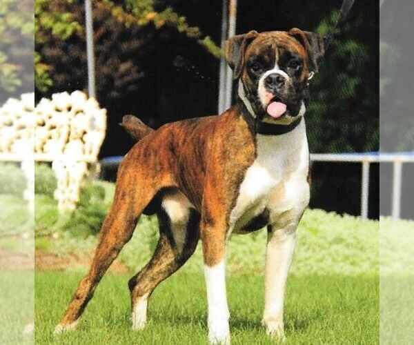 Medium Photo #1 Boxer Puppy For Sale in BIRD IN HAND, PA, USA
