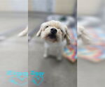 Small Shih Tzu