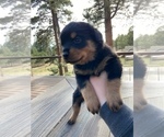 Small Photo #5 Rottweiler Puppy For Sale in ELBERT, CO, USA