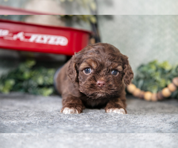 Medium Photo #3 Cocker Spaniel Puppy For Sale in NAPPANEE, IN, USA