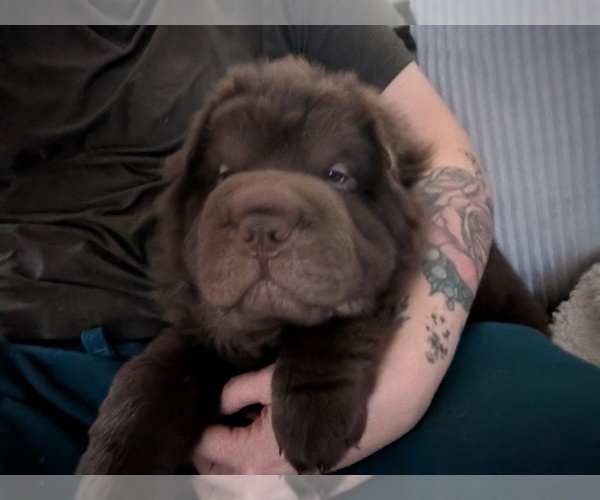 Medium Photo #1 Chinese Shar-Pei Puppy For Sale in MOUNT ULLA, NC, USA