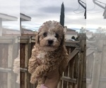 Small Photo #1 Maltese-Maltipoo Mix Puppy For Sale in ADELANTO, CA, USA