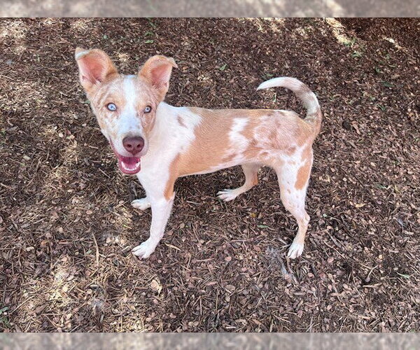 Medium Photo #1 Catahoula Leopard Dog-Unknown Mix Puppy For Sale in Plano, TX, USA