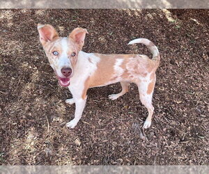 Catahoula Leopard Dog-Unknown Mix Dogs for adoption in Plano, TX, USA