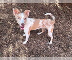 RICO - Male Catahoula Leopard Dog-Unknown Mix Dog for Adoption - Small photo