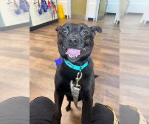 Remy - Male Schipperke-Unknown Mix Dog for Adoption - Photo #3