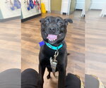 Small #2 Schipperke Mix
