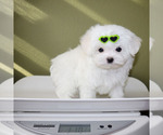 Small #4 Maltese
