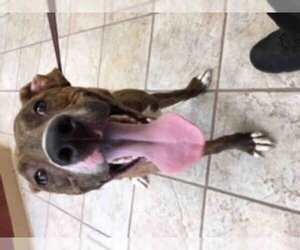 American Pit Bull Terrier-Unknown Mix Dogs for adoption in Live Oak, TX, USA