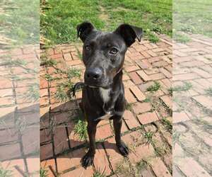 American Pit Bull Terrier-Unknown Mix Dogs for adoption in Oakhurst, NJ, USA