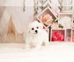 Small Photo #1 Bichon Frise Puppy For Sale in WARSAW, IN, USA