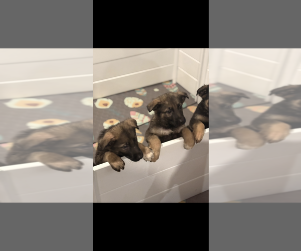 Medium Photo #1 German Shepherd Dog Puppy For Sale in PERU, ME, USA
