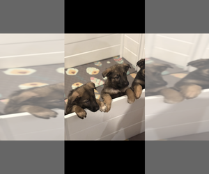 German Shepherd Dog Puppy for sale in PERU, ME, USA