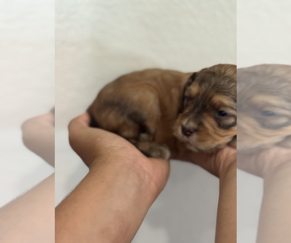 Medium Photo #9 Bernedoodle (Miniature) Puppy For Sale in LONGMONT, CO, USA