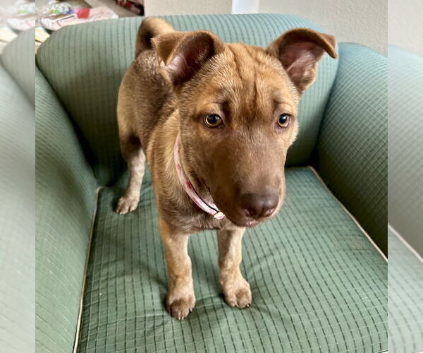 Medium Photo #8 Mutt Puppy For Sale in San Juan Capistrano, CA, USA