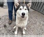 Small Siberian Husky
