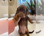 Small Photo #5 Dachshund Puppy For Sale in OCALA, FL, USA