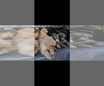 Small Photo #2 South Russian Shepherd Dog (South Russian Ovtcharka ) Puppy For Sale in LAS VEGAS, NV, USA