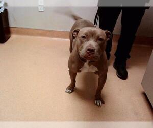 American Pit Bull Terrier Dogs for adoption in Martinez, CA, USA