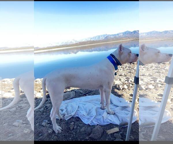 Medium Photo #2 Argentinian Mastiff Puppy For Sale in phoenix, AZ, USA