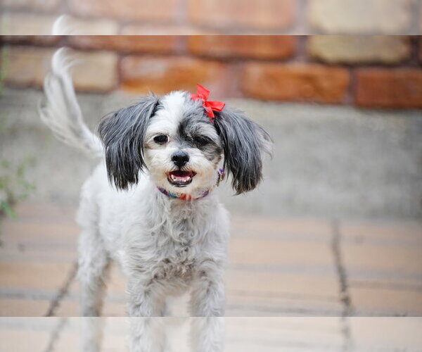 Medium Photo #5 Shih Tzu-Unknown Mix Puppy For Sale in Sandy, UT, USA