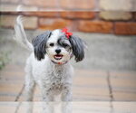 Small #4 Shih Tzu Mix