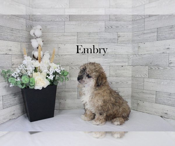 Medium Photo #13 Poodle (Miniature) Puppy For Sale in CHANUTE, KS, USA