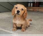 Image preview for Ad Listing. Nickname: Litter of 4