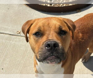 Boxador Dogs for adoption in Tulsa, OK, USA