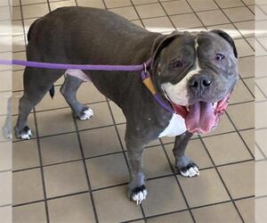 Staffordshire Bull Terrier-Unknown Mix Dogs for adoption in Burbank, CA, USA
