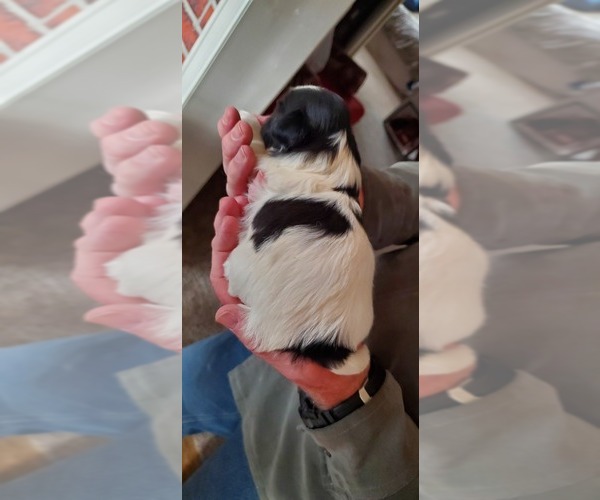Medium Photo #5 Shih Tzu Puppy For Sale in FORT MORGAN, CO, USA