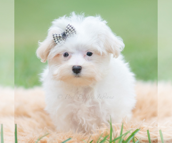 Medium Photo #2 Maltipoo (Miniature) Puppy For Sale in WARSAW, IN, USA