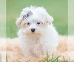 Small Photo #44 Maltipoo (Miniature) Puppy For Sale in WARSAW, IN, USA