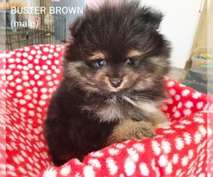 Pomeranian Puppy for sale in DAWSONVILLE, GA, USA