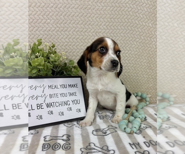 Medium Photo #5 Beagle Puppy For Sale in INDIANAPOLIS, IN, USA